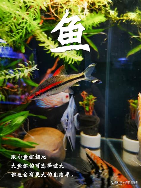 2尺缸可以養幾隻金魚|你的魚缸能養多少條金魚？（金魚的王者）